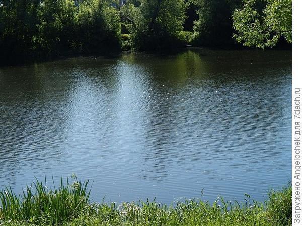 Поливайте огород: он ведь тоже воду пьет!