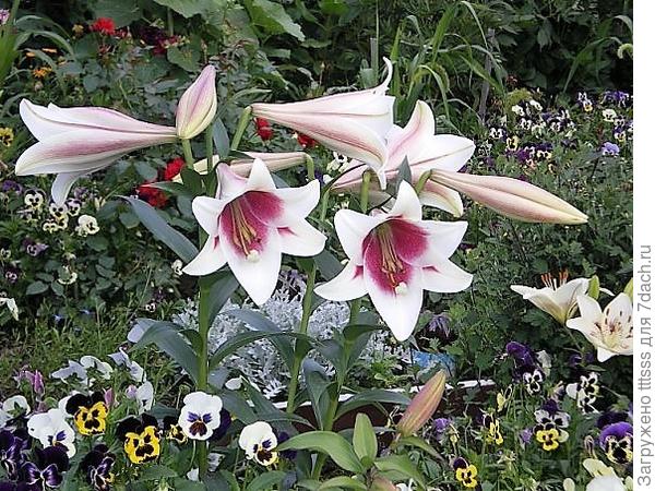 Сад непрерывного цветения - мечта, которую может осуществить каждый, Фотографии
