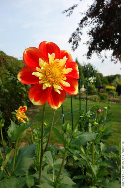 Сад непрерывного цветения - мечта, которую может осуществить каждый, Фотографии