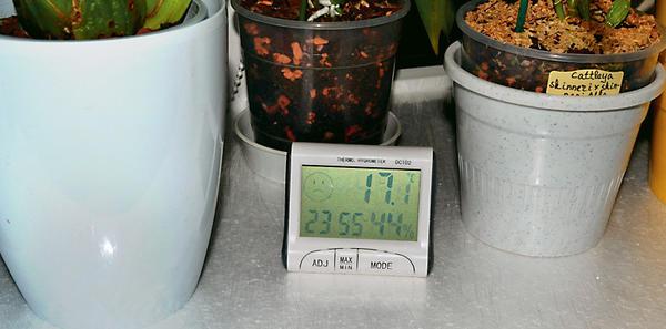 Цветы на подоконнике: как уберечь растения от перепада температур